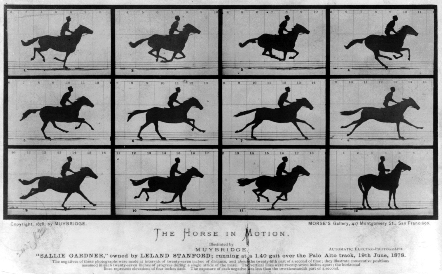Galop du cheval décomposé par Eadweard Muybridge